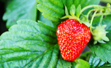 Как правильно выращивать клубнику на даче? Сорта ремонтантной ягоды Клубника посадка и уход