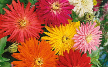 Выращивание цинии