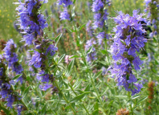 Разновидности и сорта иссопа для выращивания на даче – эффективные советы Посев семян иссопа