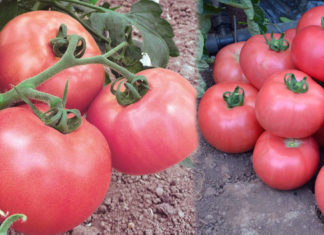 Отзывы о преимуществах сорта помидор Розовый мед