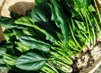 Правила агротехники высадки и ухода за шпинатом в открытом грунте Сбор