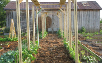 Как правильно подвязывать огурцы с помощью шпалеры Шпалера для огурцовой грядки