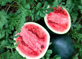 Как ухаживать за арбузами чтобы получить урожай в открытом грунте? Посадка и уход за арбузами