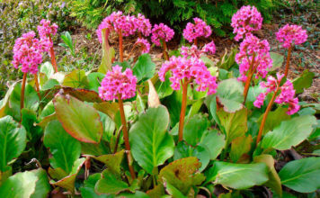 Цветок бадан (бергения)