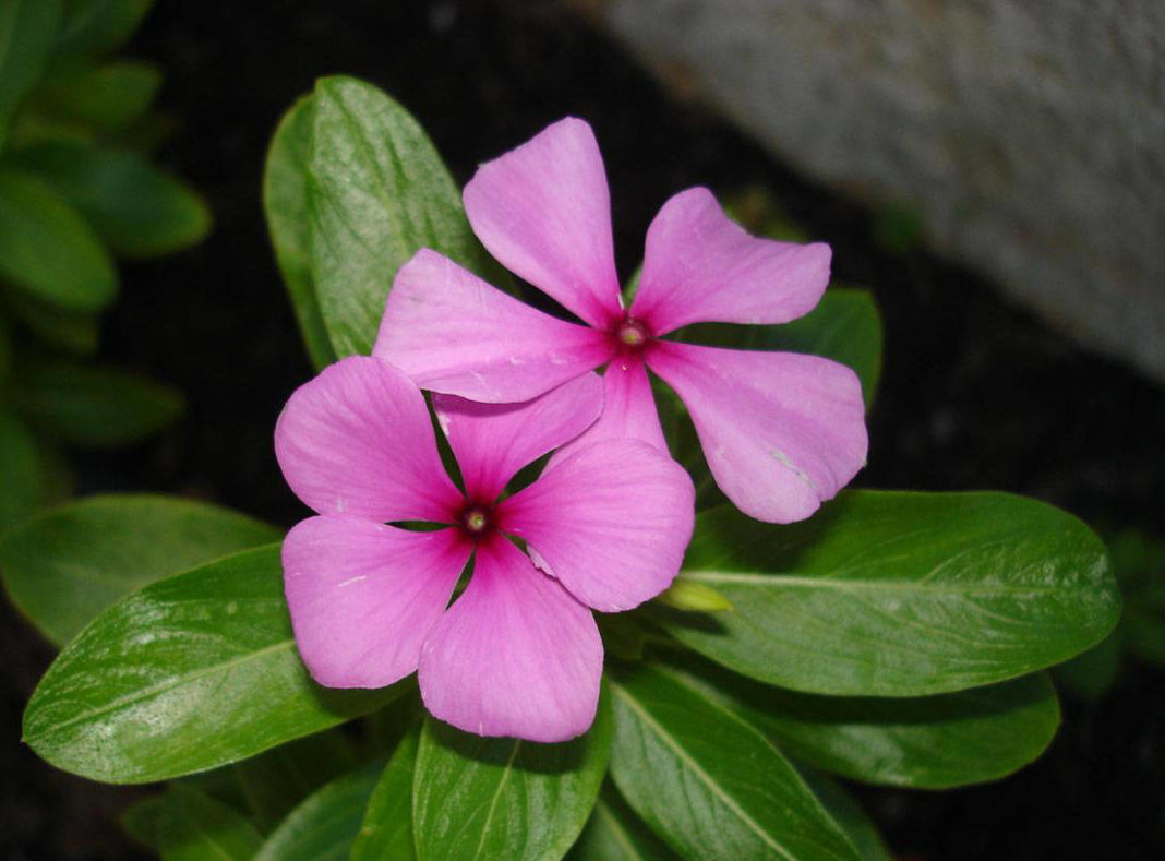 Барвинок посадка и уход травянистых растений в открытом грунте