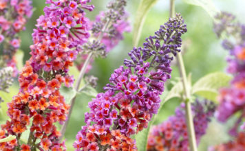 Тонкости выращивания буддлеи в саду в открытом грунте