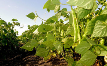 Подкормки фасоли