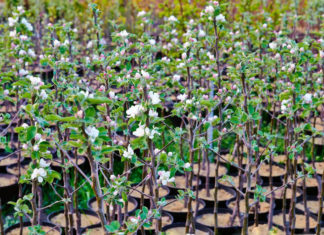 Выбор саженцев яблони при покупке