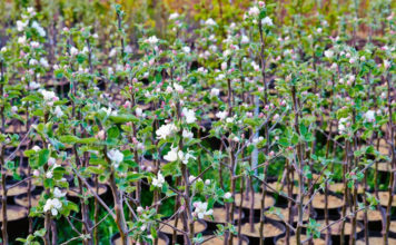 Выбор саженцев яблони при покупке