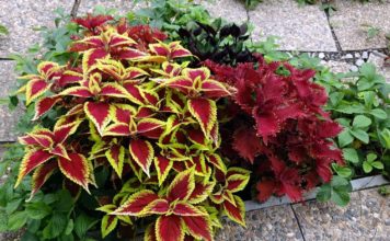 Выращивание декоративного колеуса на дачном участке Выращивание колеуса