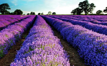 Лаванда – законодательница цветочной моды