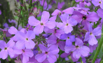 Левкой фото и описание