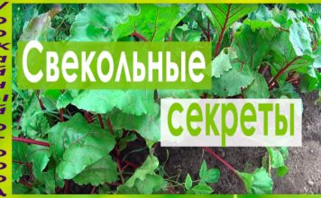Тонкости выращивания свеклы в огороде в открытом грунте