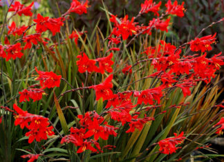 Монтбреция фото