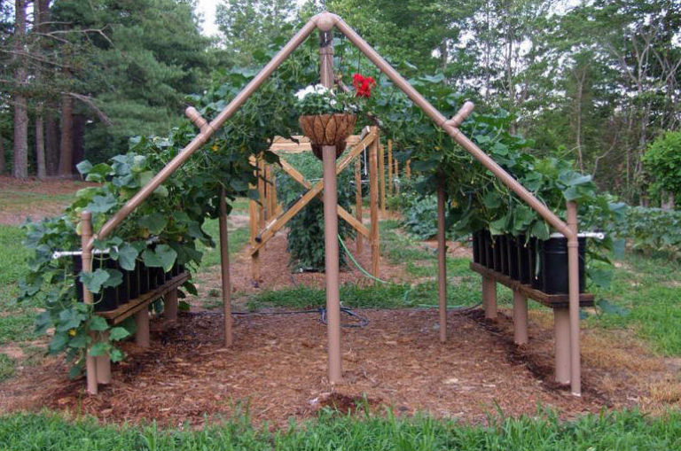 Выращивание огурцов на шпалере в открытом грунте, как подвязать к ...