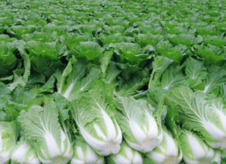 Выращивание капусты пекинской (китайской) в открытом грунте Выращивание китайской капусты