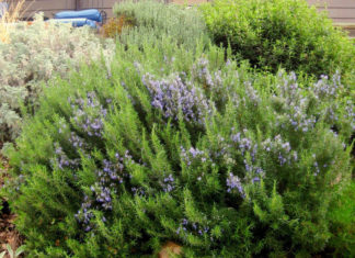 Зимовка сорта Кен Тейлор