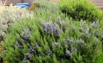 Зимовка сорта Кен Тейлор