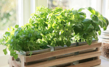 Полив, удобрение и подкормка рассады руколы