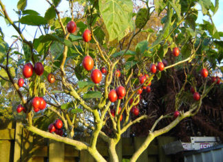 Как вырастить томатное (помидорное) дерево Спрут F1 в открытом грунте