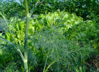 Посадка разных сортов укропа в открытый грунт весной семенами и рассадой Удобрение, прополка и полив укропа