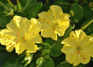 Выращивание мирабилиса Кавалер