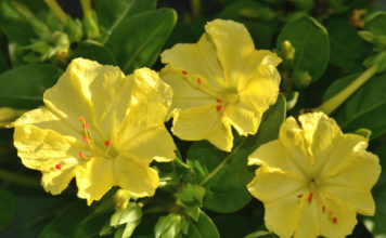 Описание сортов и способов выращивания ночной красавицы (мирабилиса) для открытого грунта Выращивание мирабилиса Кавалер