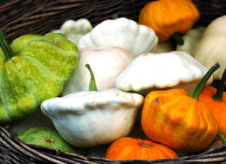 Дельные советы по выбору сорта патиссон и выращиванию на огороде Выращивание патиссонов