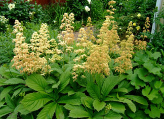 Великолепие разнообразия сортов роджерсии и выращивание цветка в открытом грунте Фото Роджерсии в саду