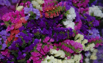 Травянистые растения для открытого грунта: выращивание кермека (статицы)