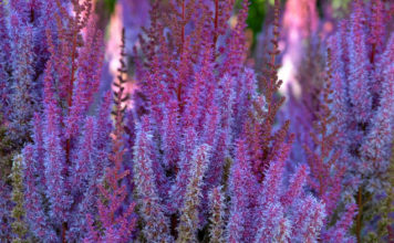 Самые важные советы по выращиванию не блестящей, но привлекательной астильбы