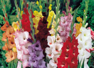 Выращивание гладиолусов