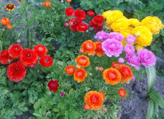 Правила выращивания цветов ранункулюс (лютики) для открытого грунта Выращивание садовых лютиков