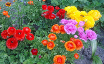 Правила выращивания цветов ранункулюс (лютики) для открытого грунта Выращивание садовых лютиков