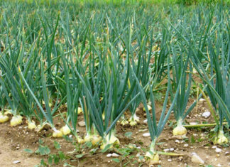 Агротехника выращивания лука репчатого