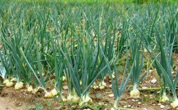 Агротехника выращивания лука репчатого