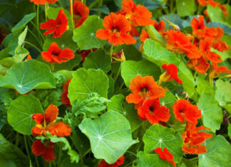 Настурция (выращивание, фото, описание сортов) – гроза вредителей сада и огорода Настурция в открытом грунте