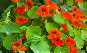 Настурция в открытом грунте