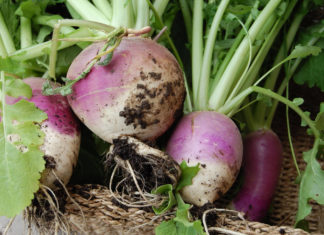 Выращивание репы на огороде