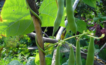 Как выбрать и вырастить сорта спаржевой фасоли для открытого грунта? Выращивание и уход за спаржевой фасолью