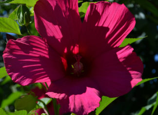 Садовый цветок гибискус