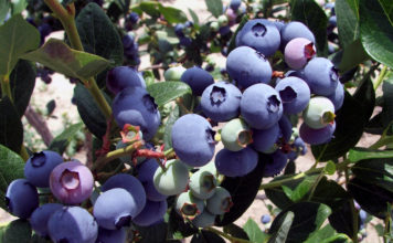 Как вырастить обыкновенную чернику на садовом участке? Элизабет