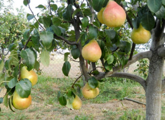 Когда лучше посадить грушу весной или осенью? И остальные нюансы выращивания дерева Выращивание груши в саду