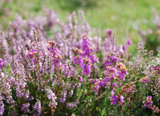 Выращивание и уход за вереском в отрытом грунте на даче