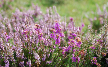 Выращивание и уход за вереском в отрытом грунте на даче