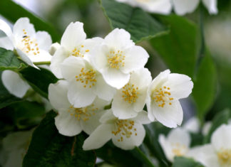 Чубушник, или садовый жасмин – достойный соперник розам и сирени Посадка и уход за чубушником в открытом грунте