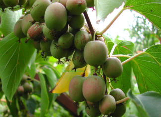 Актинидия аргута