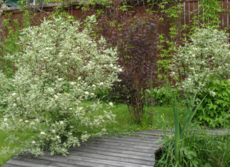 Все тонкости и нюансы выращивания дерена на садовом участке Выращивание дерена в открытом грунте