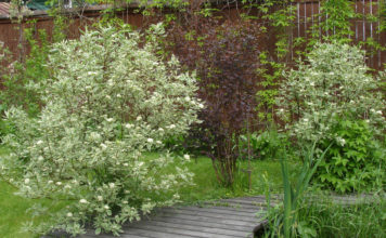 Выращивание дерена в открытом грунте