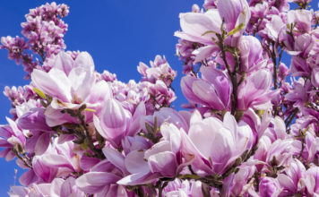 Внешний вид магнолии